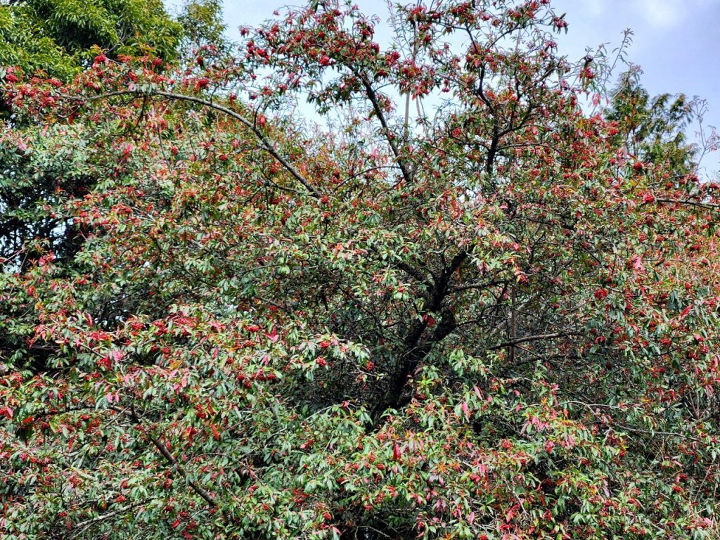 【中級山】谷關七雄八仙山_2745044