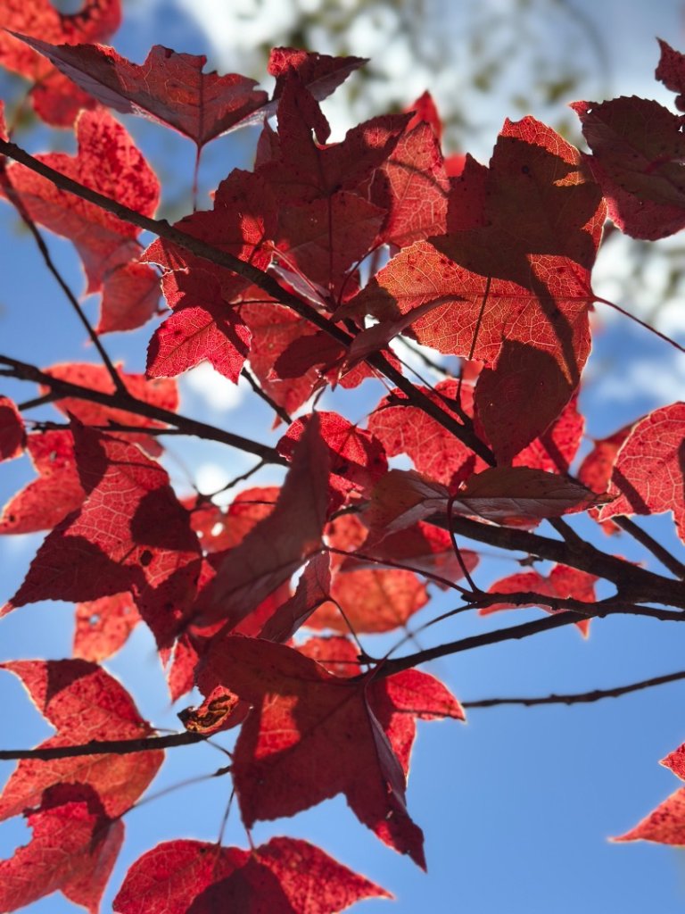 馬武霸下武陵_2962347