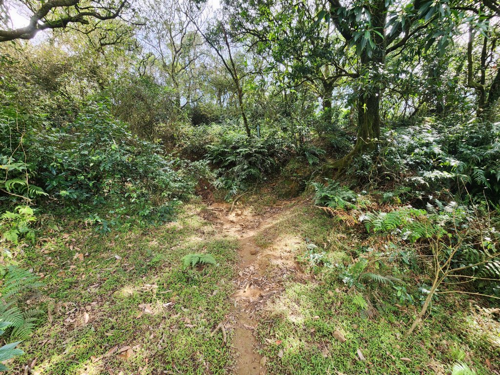 20260110大湖公園捷運站至擎天崗_2993235