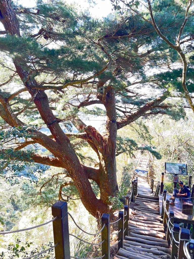 大坑五號步道、5-1號步道、頭嵙山_2668079