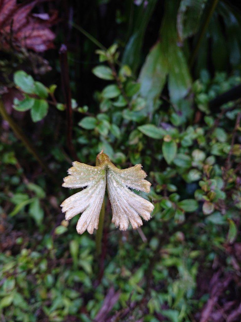 擎天崗-竹篙山-石梯嶺-頂山-風櫃嘴_1577462