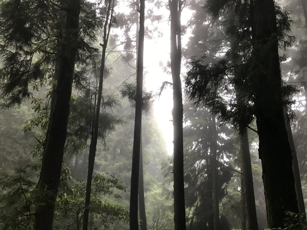 109年6月26日特富野古道_1027266