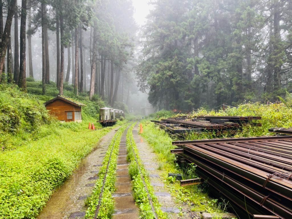 1130610水山巨木步道O繞_2523661