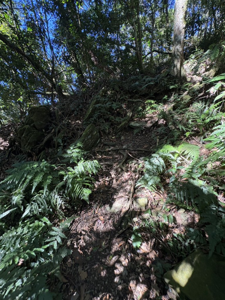 20251116鳴海山、網子山登山步道_2938356