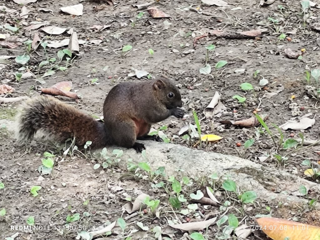 大安森林公園、大港墘公園【走路趣尋寶】【臺北健走趣】_2548532