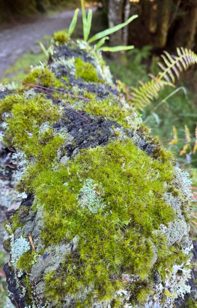 觀霧-榛山步道_2926098