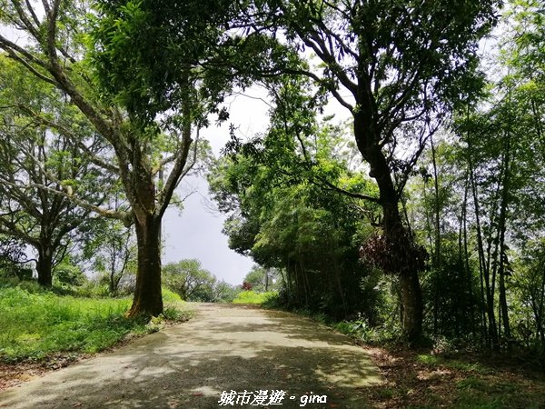 【雲嘉】超美的茶園竹林風光。小百岳集起來。#56小百岳雲嘉大尖山x二尖山x馬鞍山x#57小百岳梨子腳_1453665