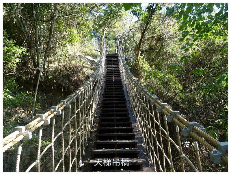 楓仔林/草嶺觀景步道封面圖