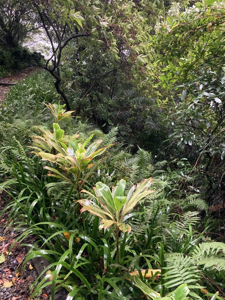 南勢角山_2468490