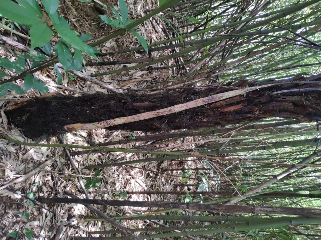 十三分山_1742465