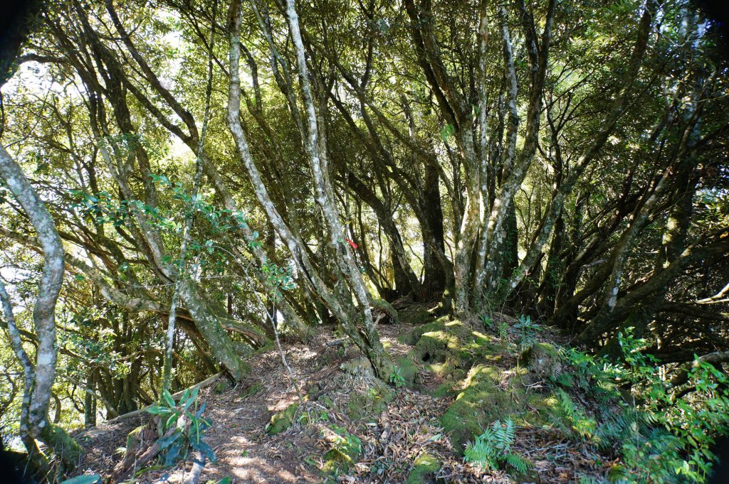 新竹 尖石 屯野生台山、石麻達山、錦屏山_2904280