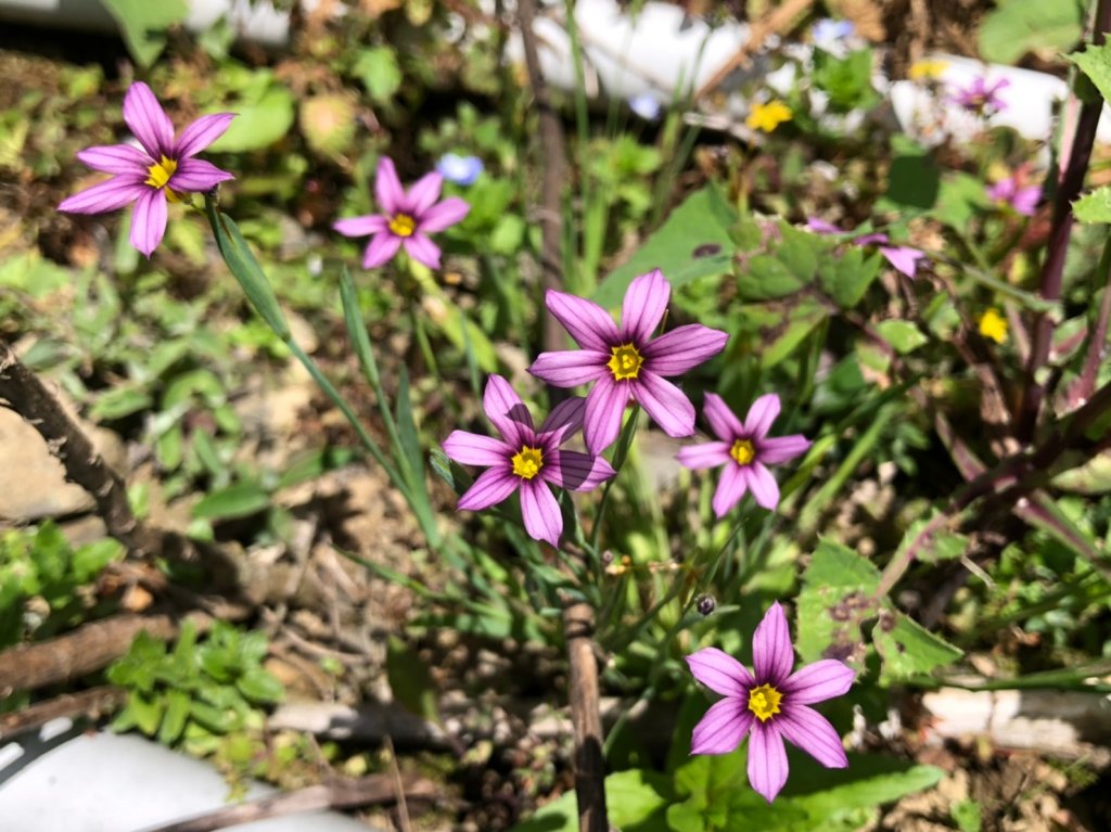 立鷹山.合歡北峰+合歡西峰【全力以赴解鎖_979641