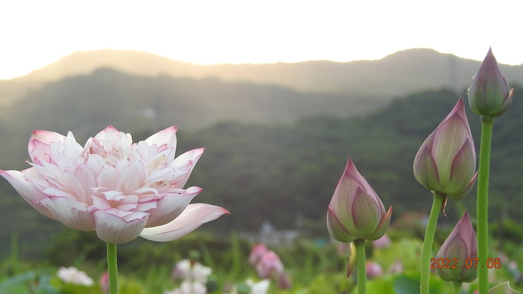 雲山水花鳥蝶 - 天龍國阿伯的日常 7/8&11_1757108
