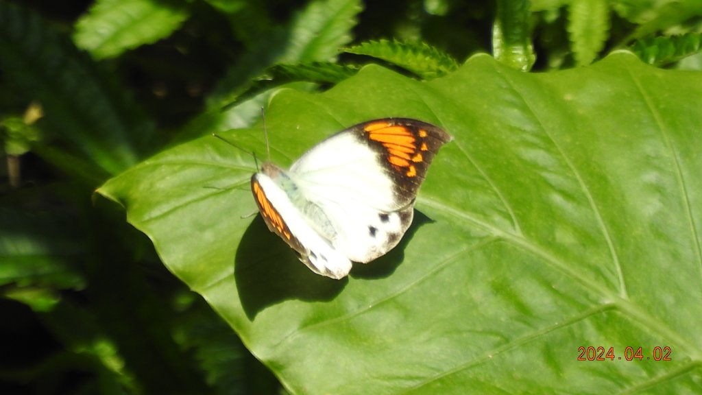 傻傻分不清楚！ #霧虹 ？  #觀音圈 #端紅蝶 #鐘萼木_2469686