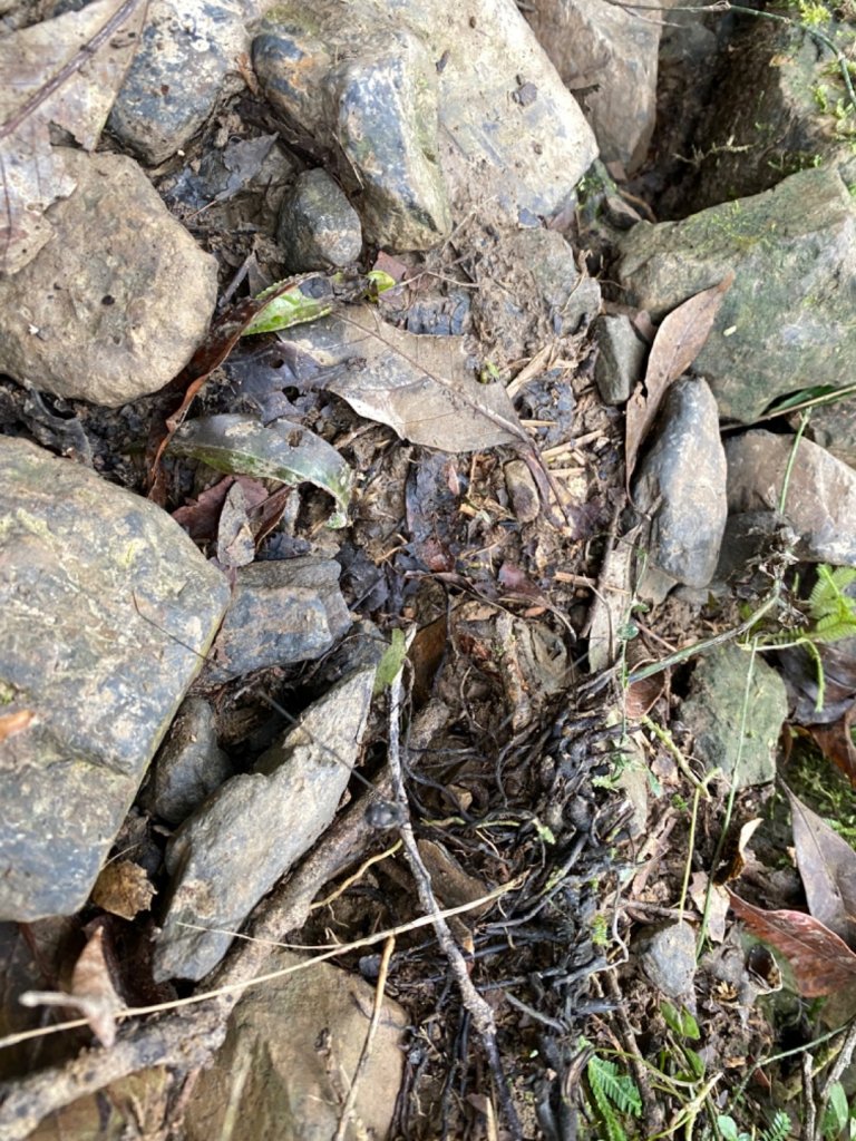步道巡訪員│聖母登山步道一月巡訪_818944