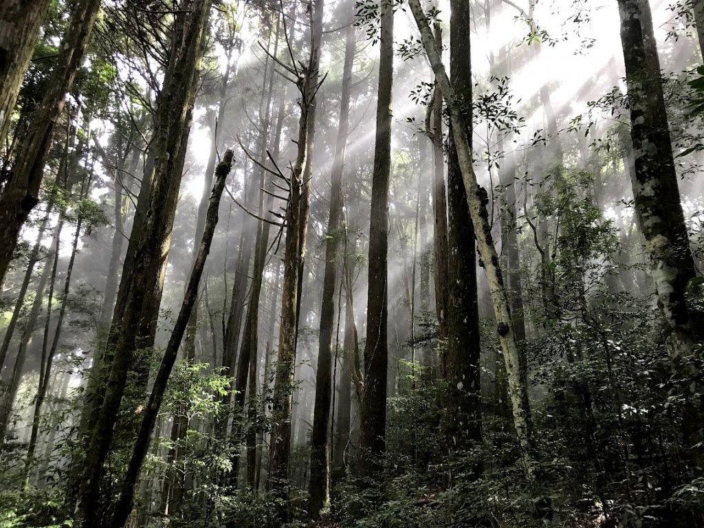 加哈縱走(加里山、哈堪尼山)2020-11-02_1966903