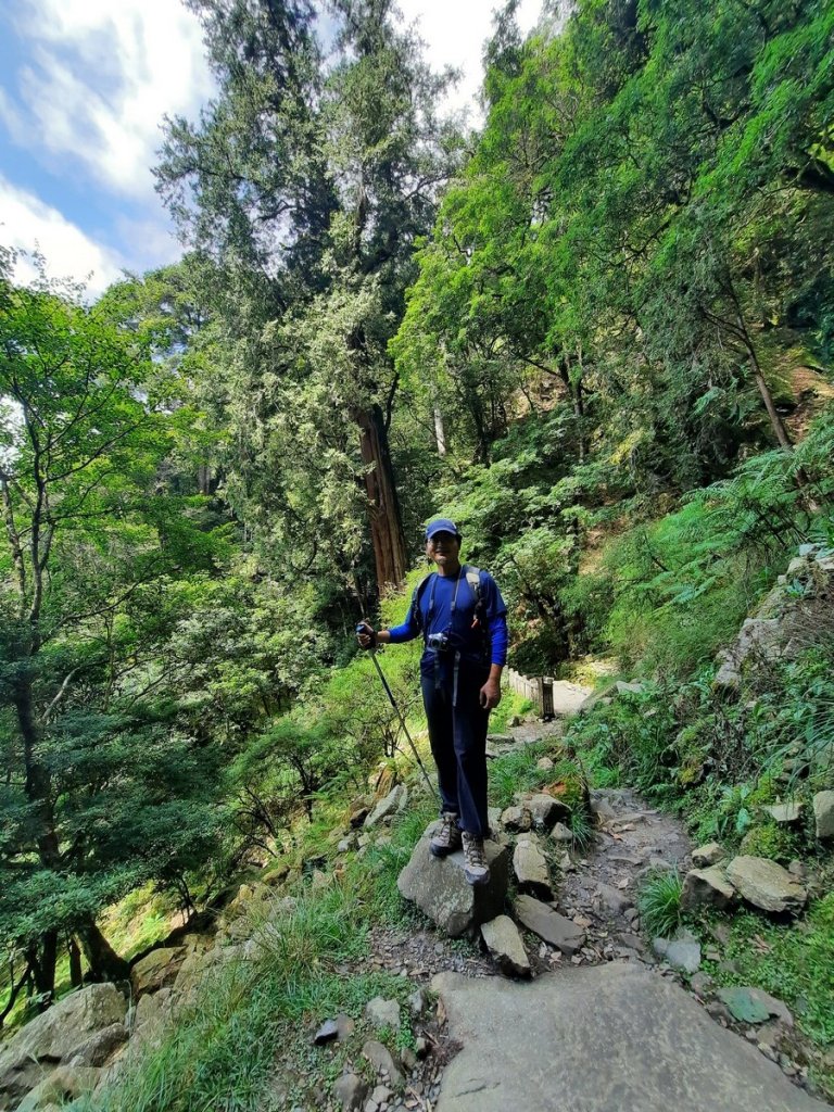 《台中》大雪山17度C森林浴步道O巡_1118639
