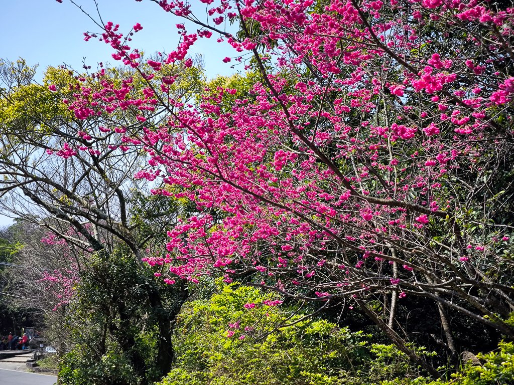 2026-02-22 內湖雙心縱走_3006829