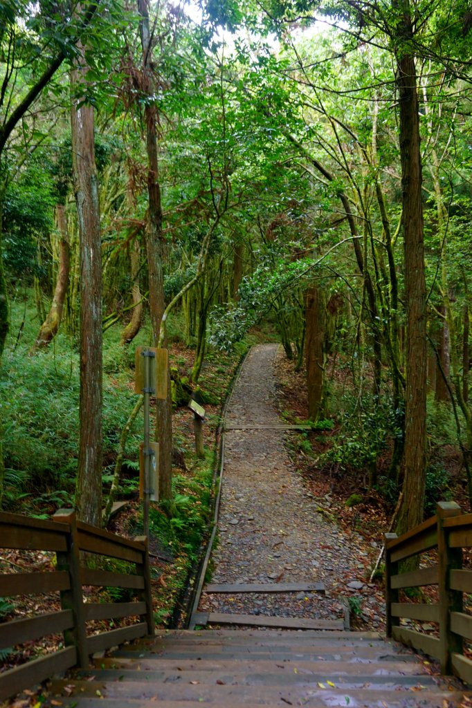 檜山巨木森林步道_481594