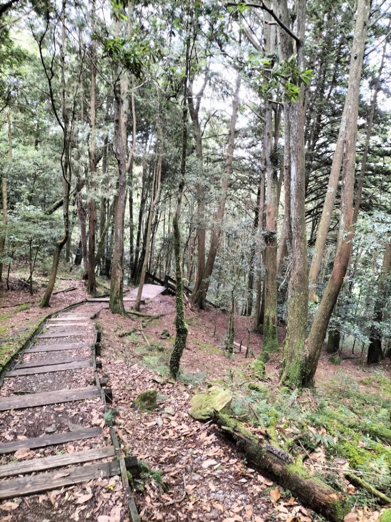 檜山巨木群步道_2250274