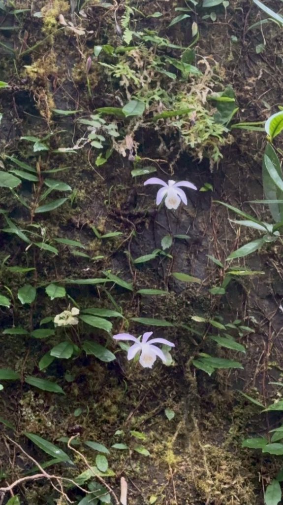 卡保石壁一葉蘭（耘夢谷上逐鹿山下O走）封面圖