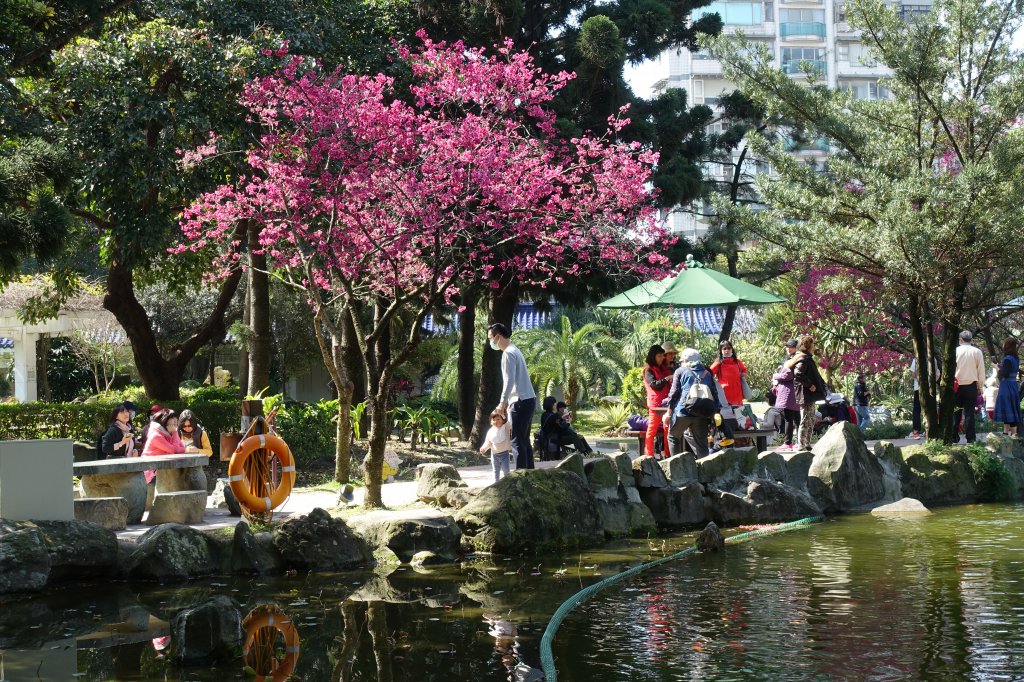 中正紀念堂賞櫻_1277152