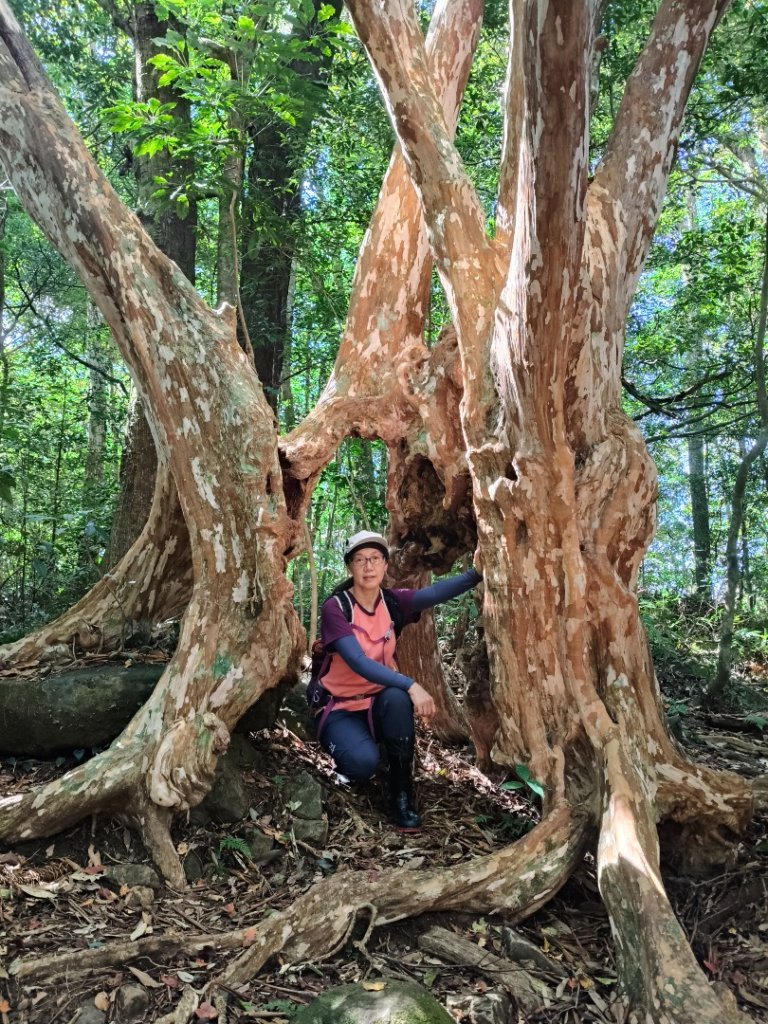 貴妃那結P 型縱走1131012_2621919