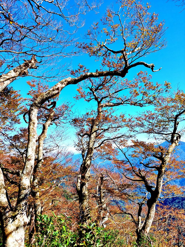 北得拉曼 內鳥嘴山 黃金山毛櫸_1944201