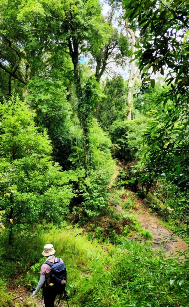 【中級山】有一種美，令人不想回家，新竹鵝公髻山_2744634