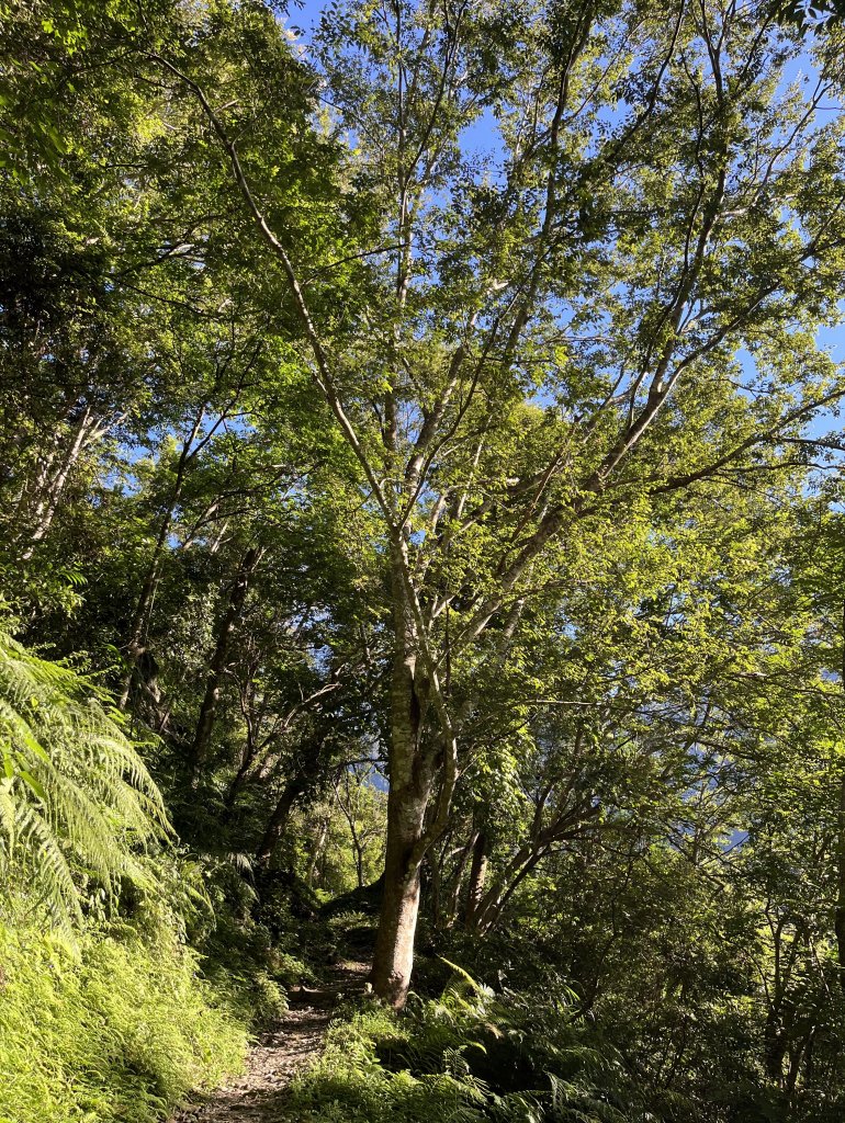 [玉山尋寶任務-03/12] 2025_0810 瓦拉米步道_2857468