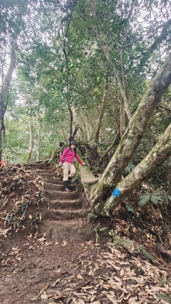 五指山走春_3009592