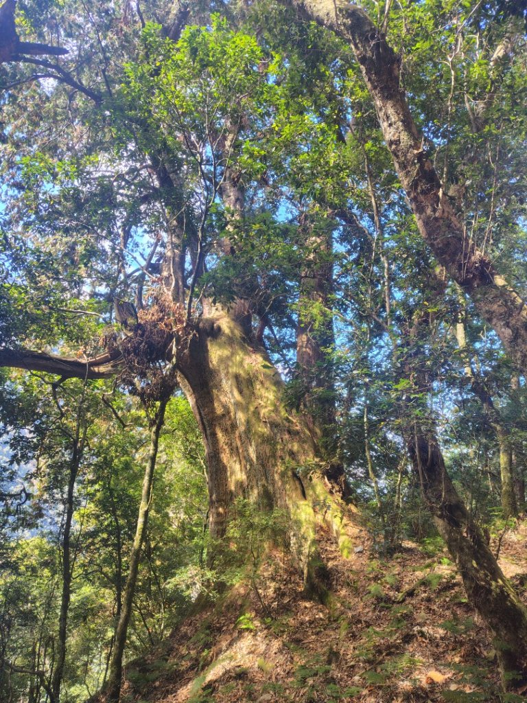 東埔走八通關古道訪龍貓公車繞對關山O型_2963068