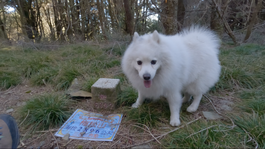 帶銀狐犬爬合歡溪步道上切3035峰後下梅松山出梅松山產業道路 2024.2.13_2426350