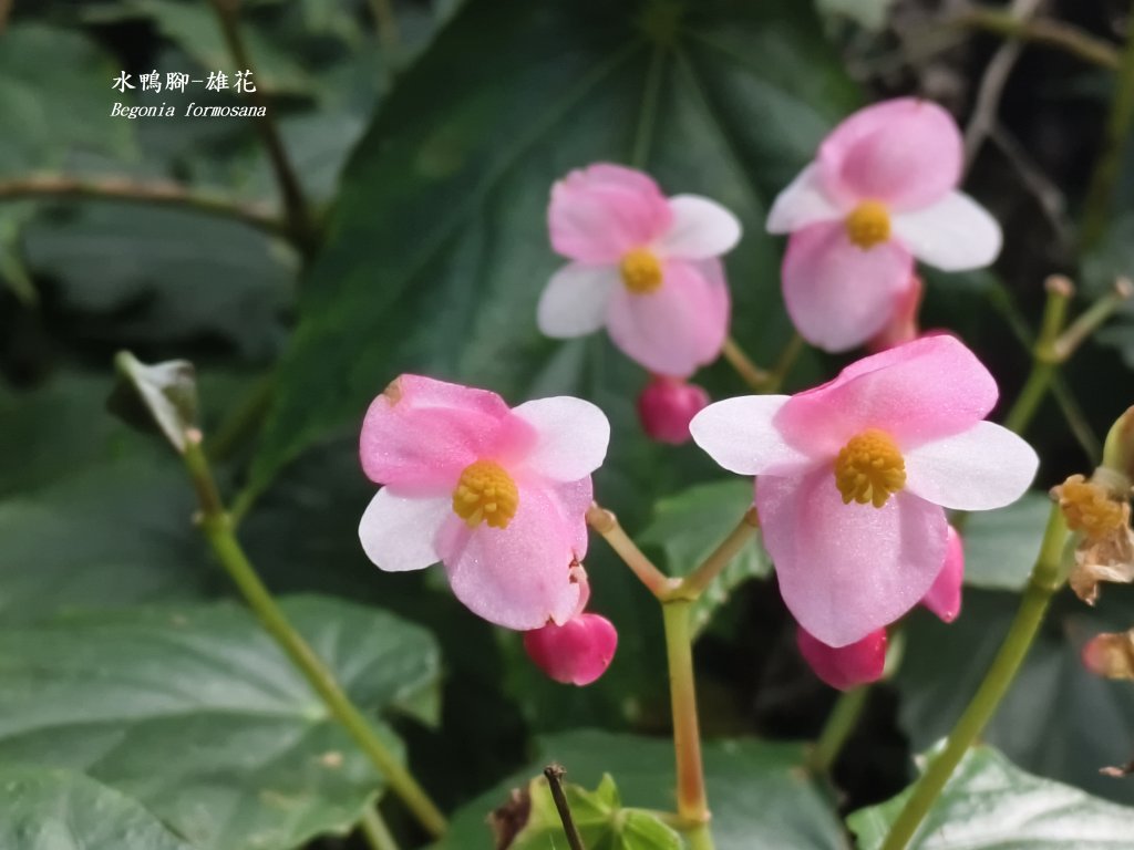 [百山百鳥尋旅-11/15] 2025_0927 大屯主峰-連峰步道_大屯山南峰_2899334