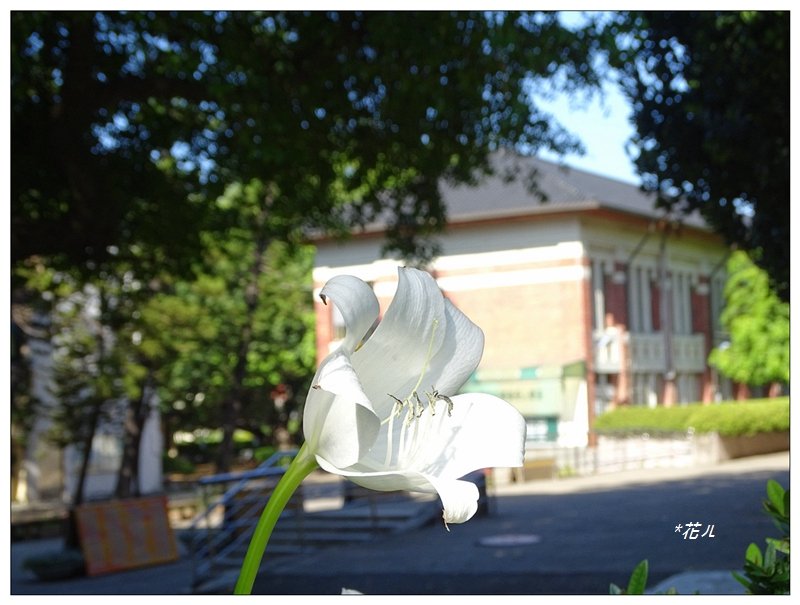夏日香殊蘭的花開_2180075