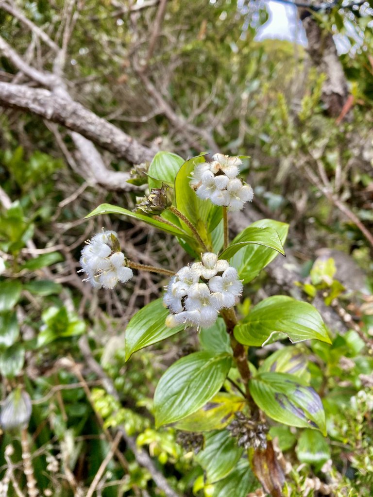 MT. KINABALU沙巴神山登頂記    2023/2/15-16_2041180