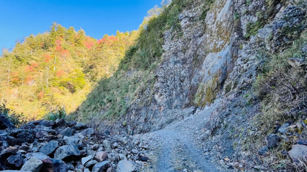 1101204大雪山230林道3k_1538413