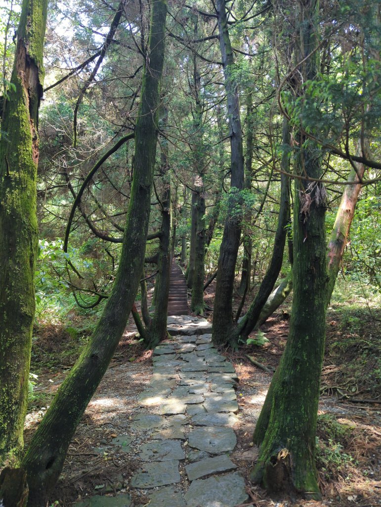 2025.04.27－金包里大路~小油坑縱走_2770945