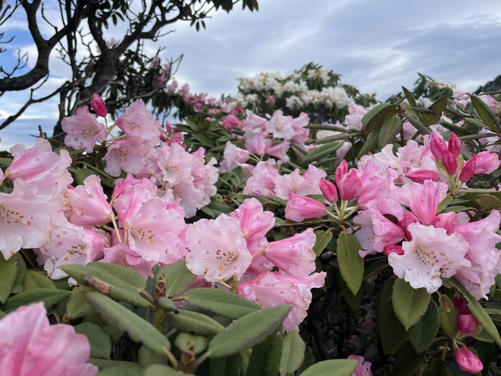 合歡北、西峰(三訪)113.04.21_2492784