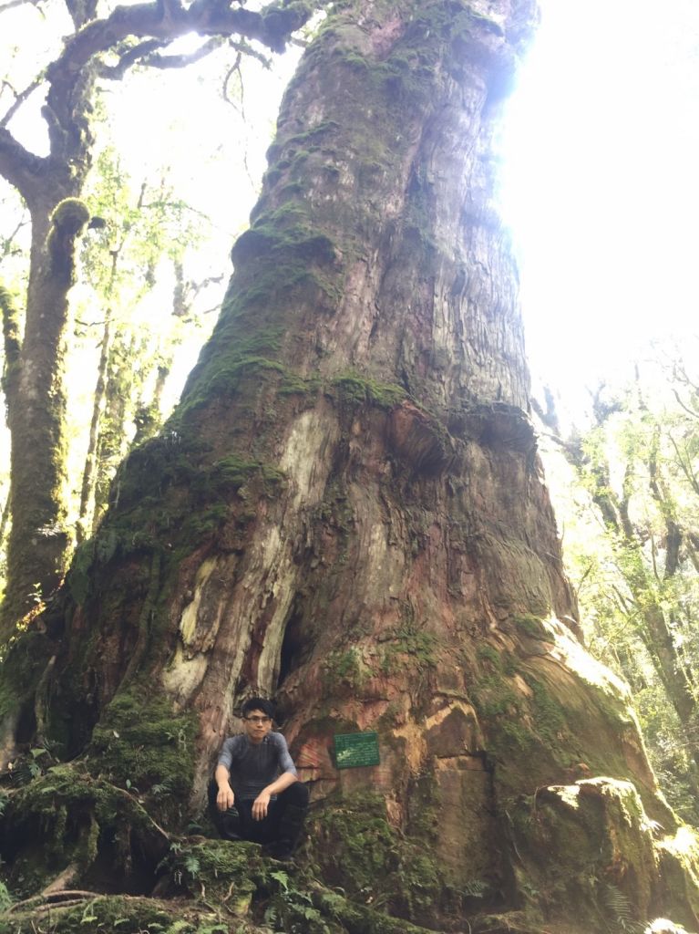 米羅山之木_292321