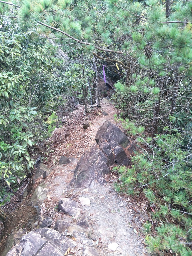 谷關七雄：屋東縱走-東卯山_1492223