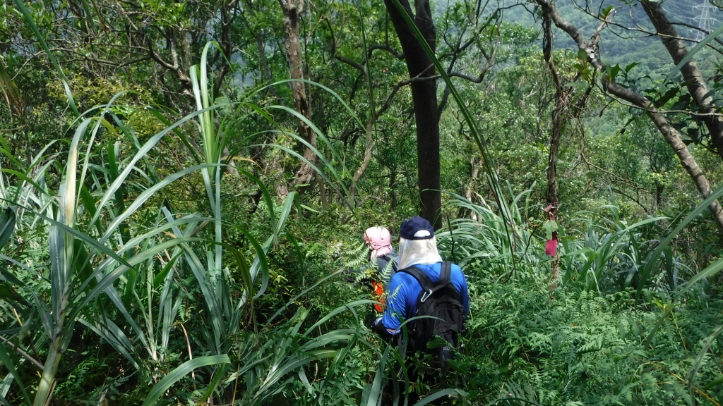 【新北/平溪】平湖尖越嶺和尚尖_56215