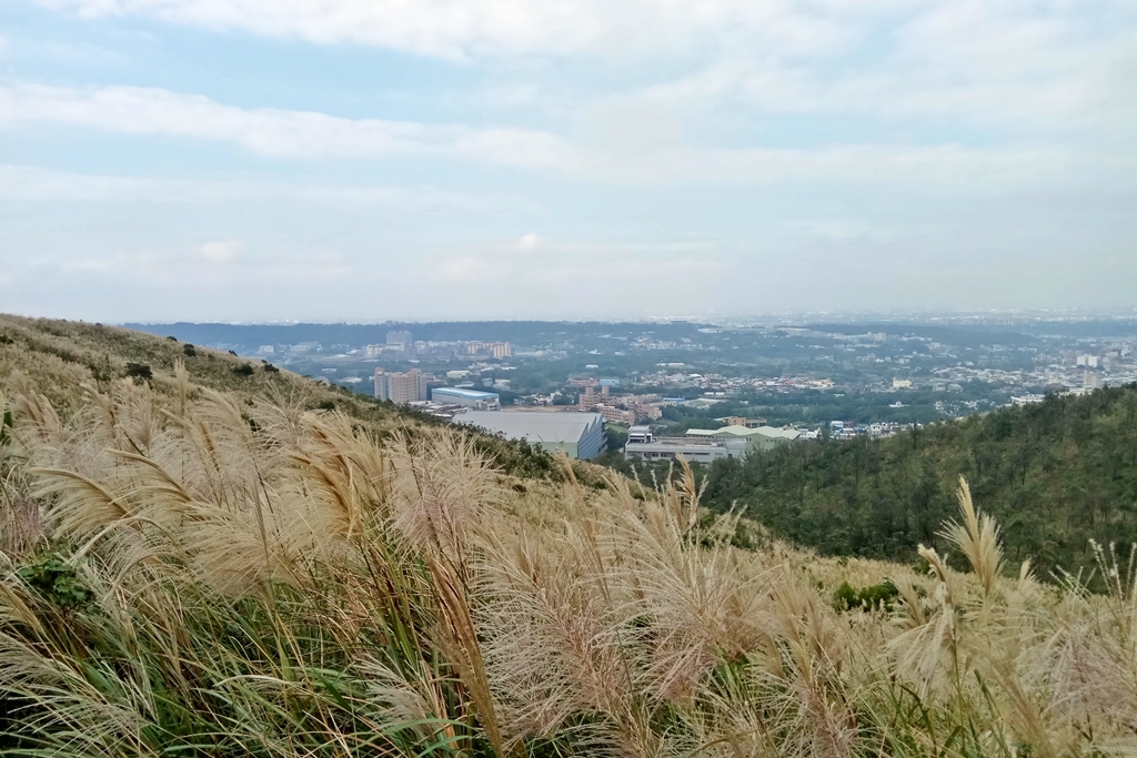 桃園│楊梅秀才登山步道│賞秋芒_72351