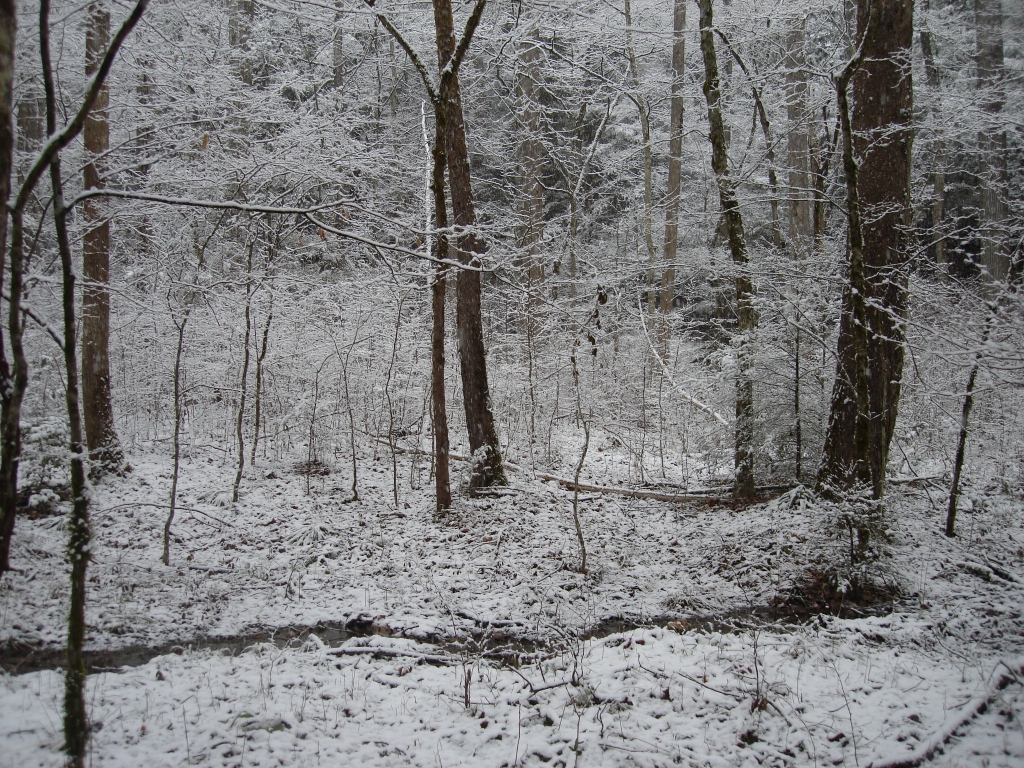 美國大煙山國家公園_59575
