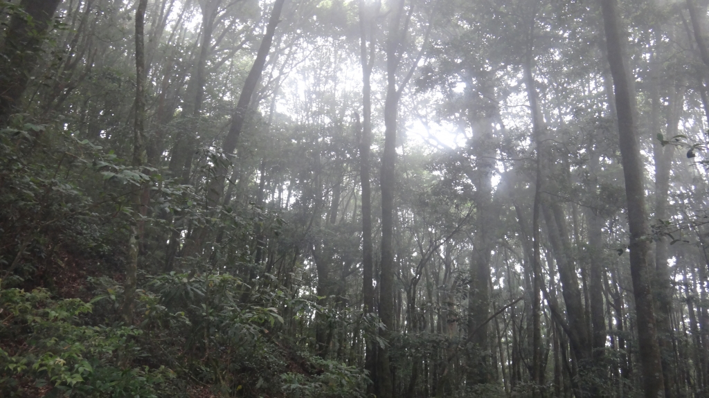 星級步道之谷關七雄-馬崙山_69642