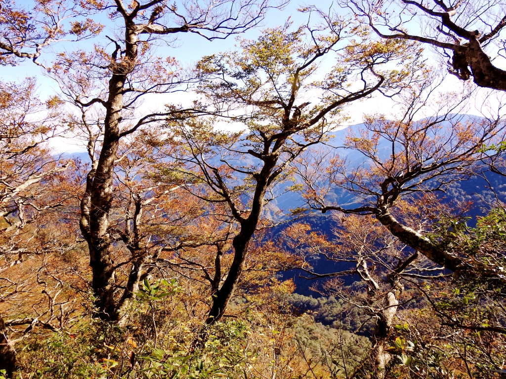 內鳥嘴賞山毛櫸_73467