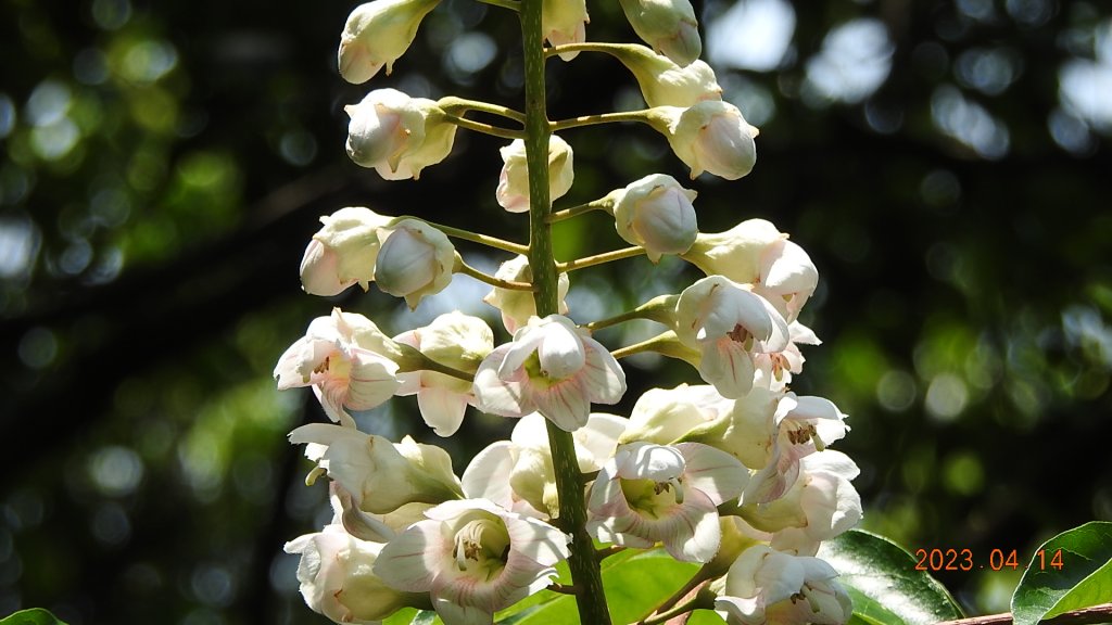 邂逅江湖傳說已久鐘萼木(據說冰河孓遺植物)，再見差強人意的月光/日出雲海_2112225