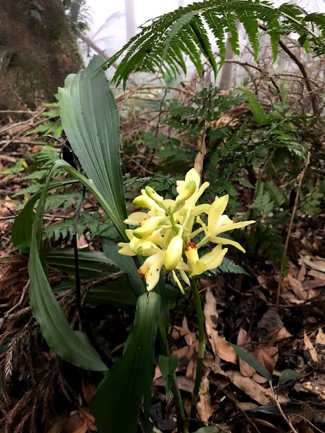 高島縱走（高台山連走島田山）20210508_1968765