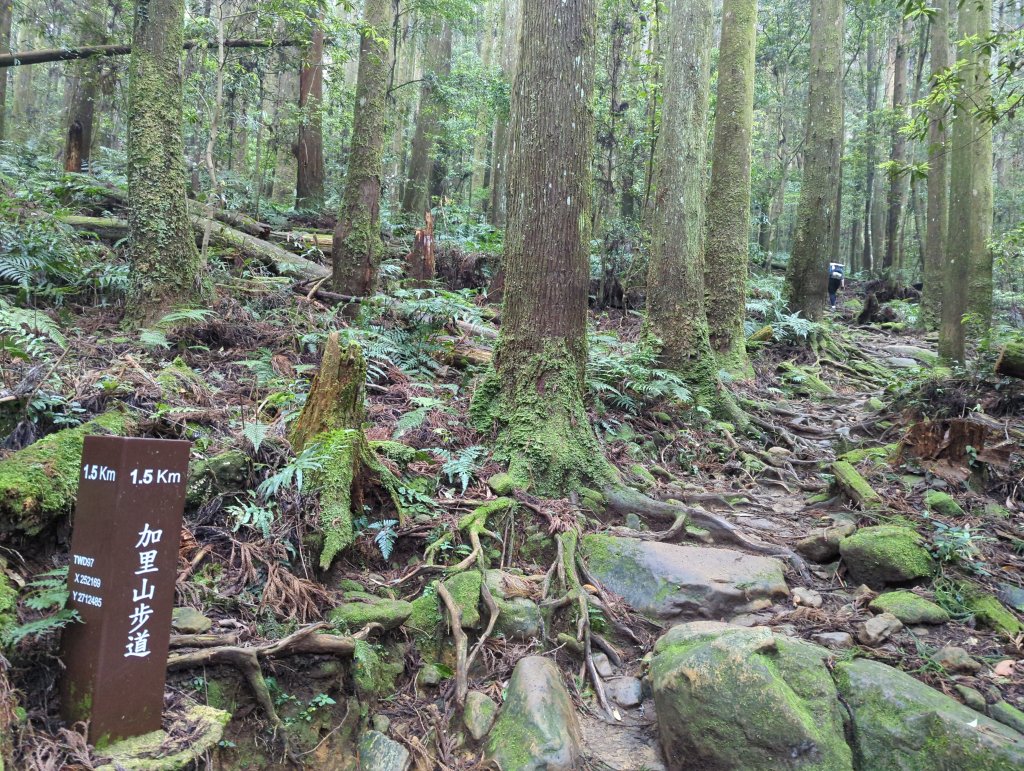 2024.05.04－尋訪加里山_2495545