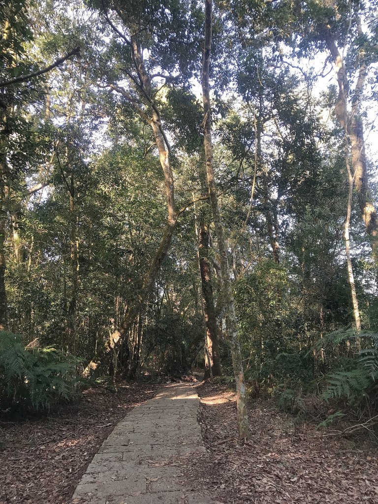 ~  水社大山登山步道  ~_1635710